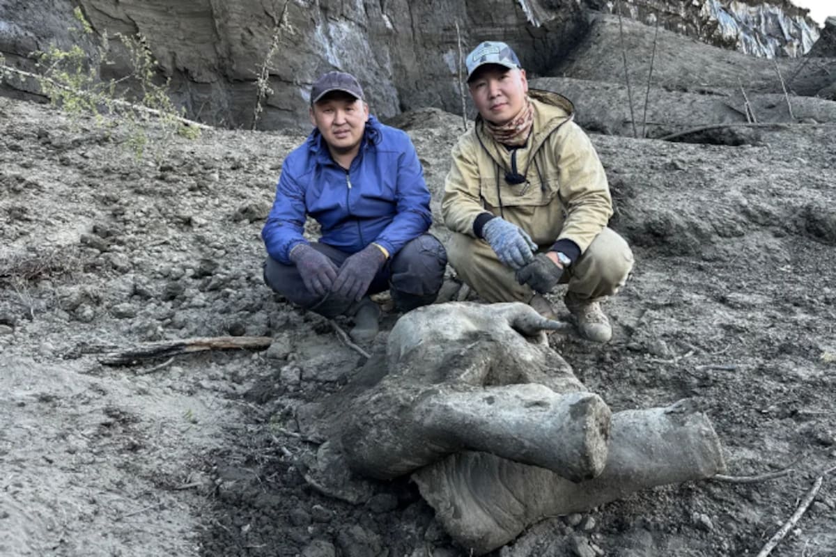 Científicos rusos presentan la cría de mamut mejor conservada de 50,000 años hallada en Siberia