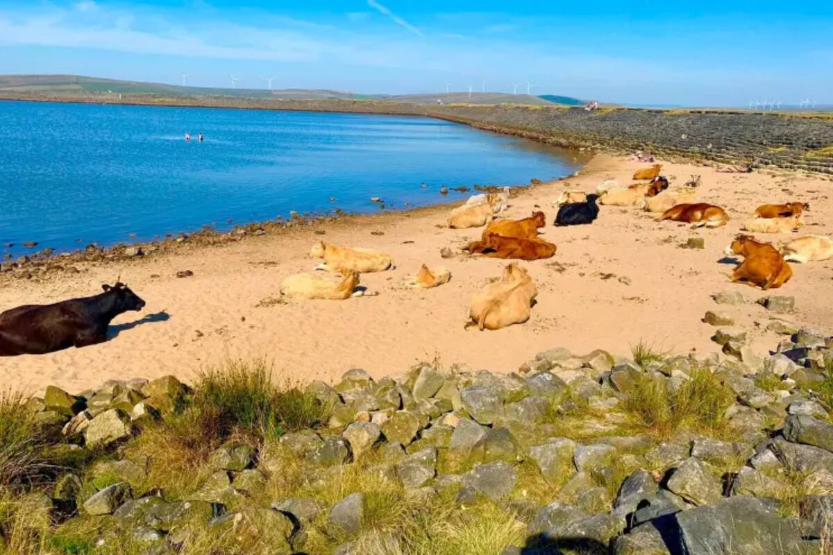 ¡Muuuévete, por favor! Vacas invaden playa de Reino Unido obligando a los amantes del sol a moverse