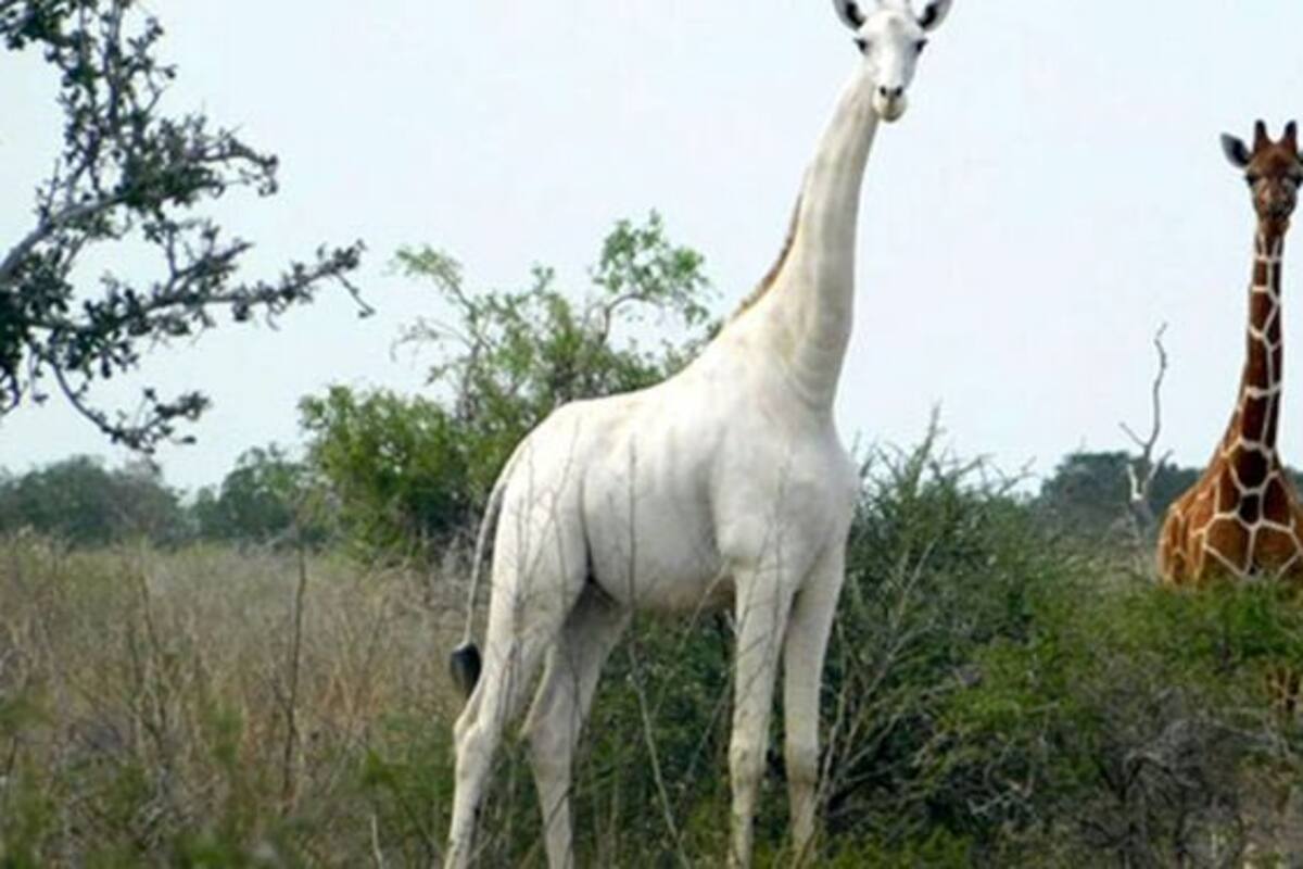 ¡Indignante! Cazadores furtivos matan a la última jirafa blanca en el mundo