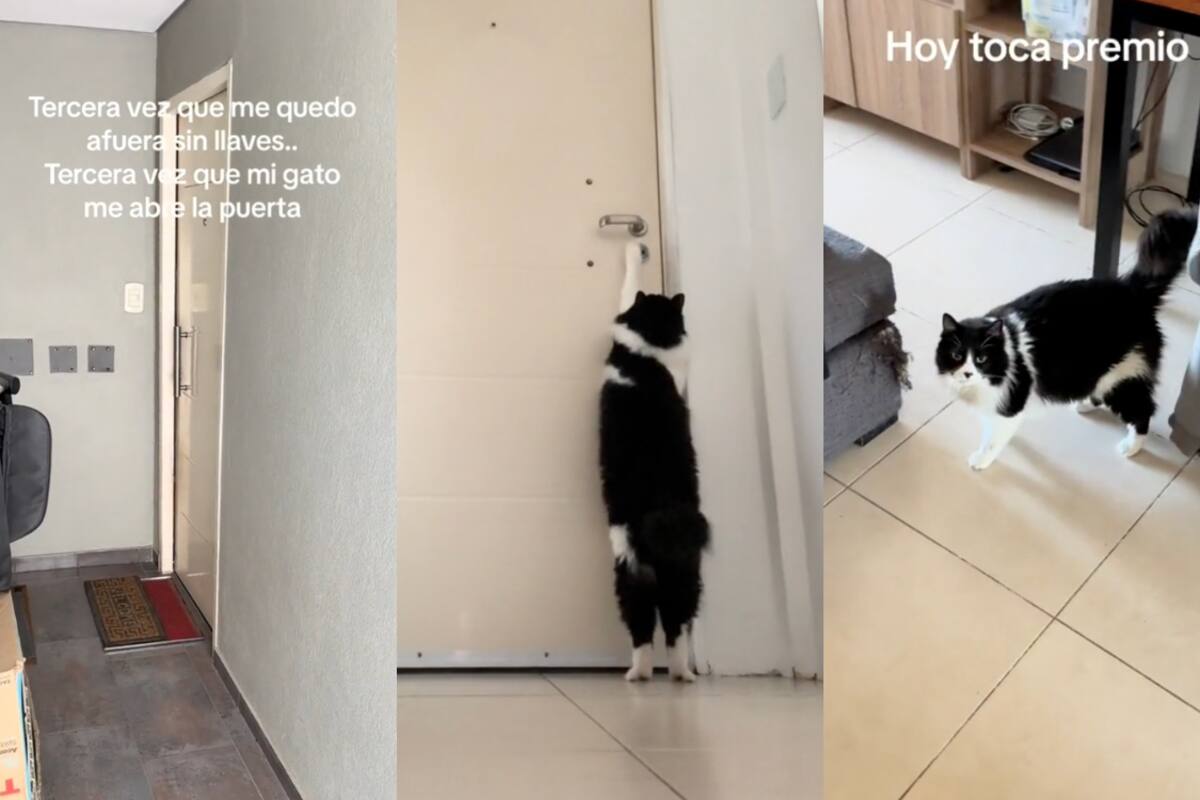 VIDEO: olvida las llaves dentro de su casa y su gato lo rescata abriéndole la puerta