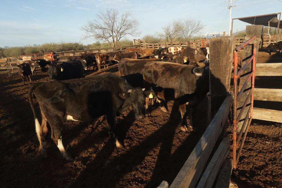 Listas las cuarentenarias de Ojinaga y Palomas para inspección y reapertura del comercio de ganado a EU