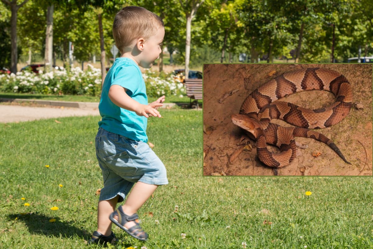 Niño de 4 años es mordido por serpiente venenosa en guardería de Nueva York; el centro no llamó al 911