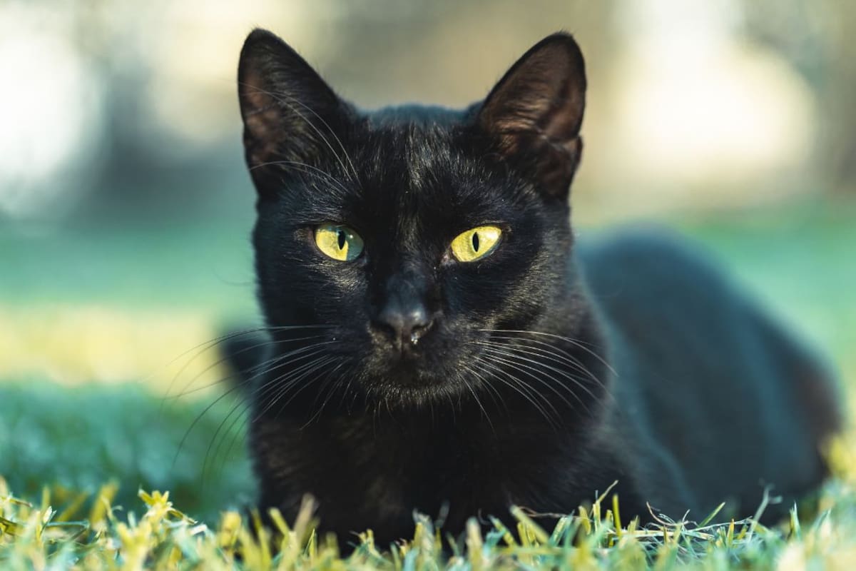 Piden frenar adopciones de gatos y perros negros durante Halloween: refugios endurecen filtros y piden resguardo