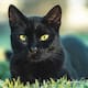 Piden suspender adopciones de gatos negros en Halloween