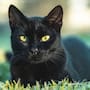 Piden frenar adopciones de gatos y perros negros durante Halloween: refugios endurecen filtros y piden resguardo