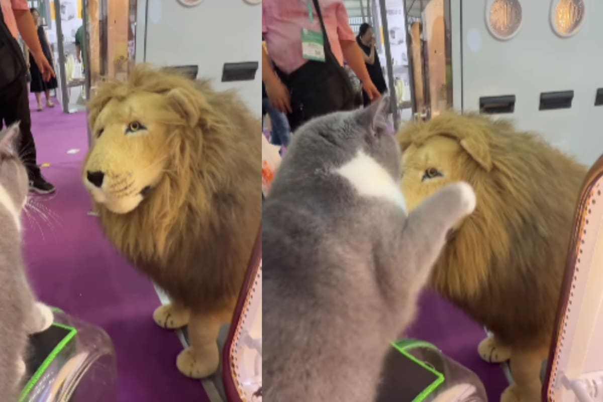 Gato se siente amenazado por un peluche de león y lo ataca