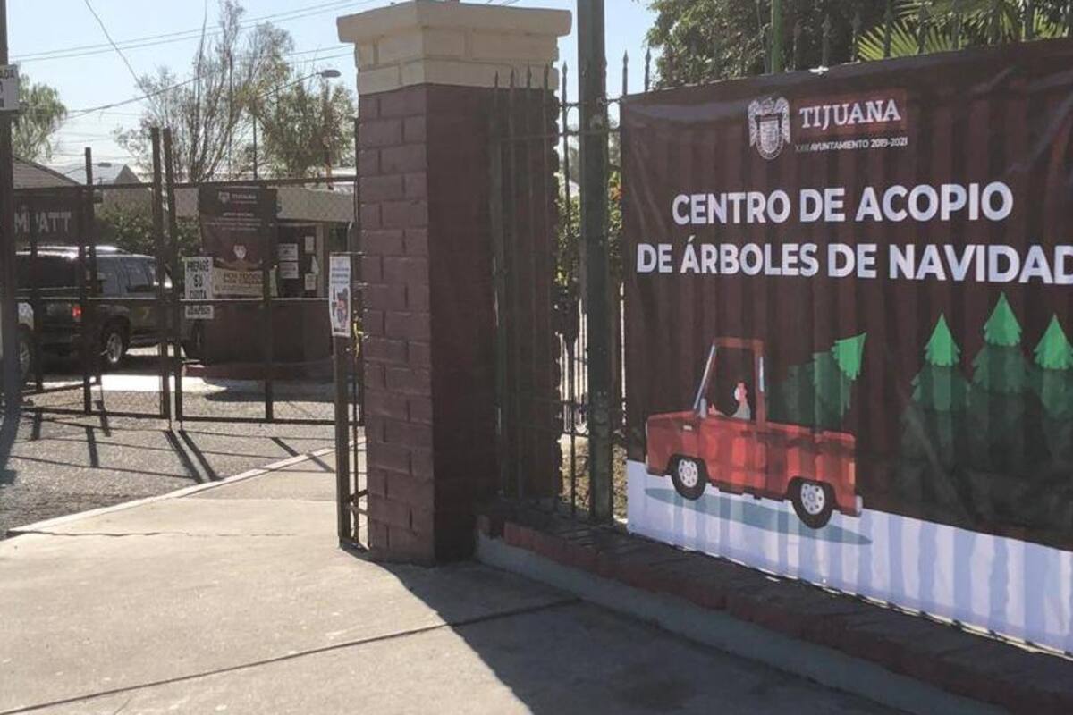 Será Parque Morelos principal centro de acopio de árboles navideños