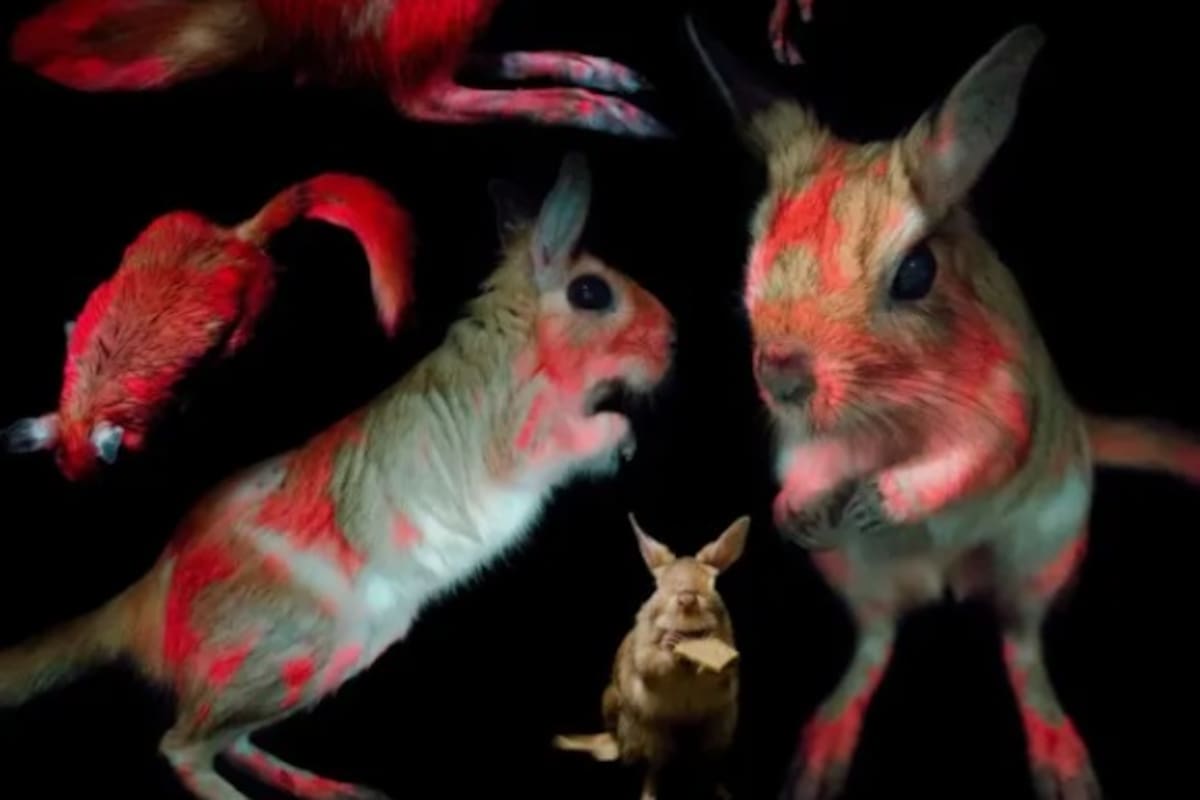 Descubren un nuevo animal que brilla en la oscuridad bajo luz UV