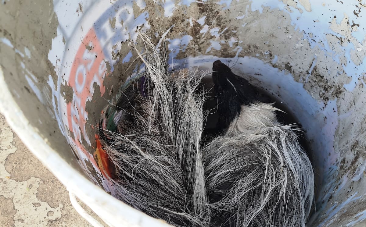 También es común encontrar zorrillos en la zona urbana. FOTO: BANCO DIGITAL