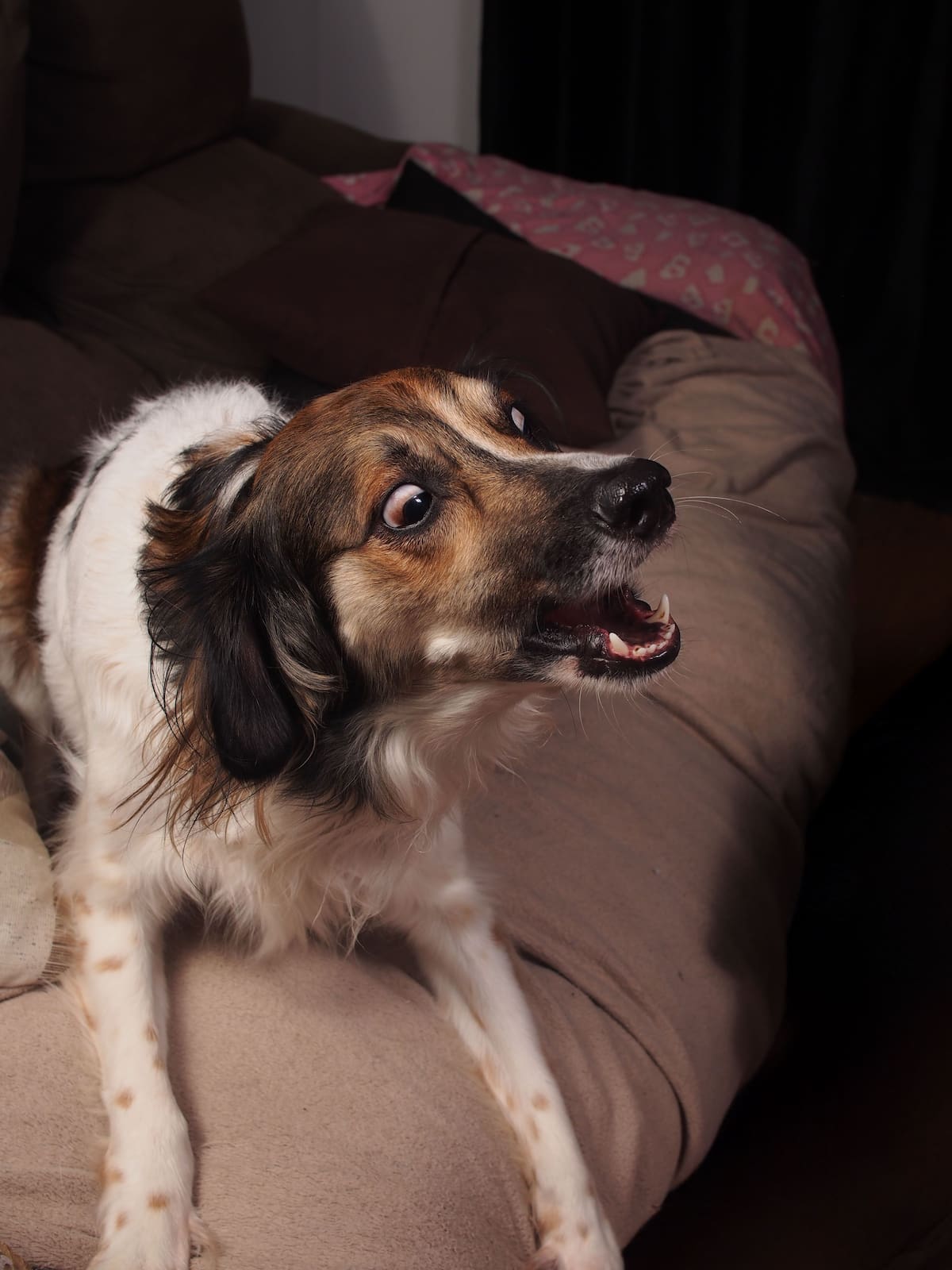 La reacción efusiva de un perro al ver llegar a su dueño a casa, comúnmente interpretada como una muestra genuina de felicidad y afecto, puede ocultar en realidad un trasfondo de estrés agudo | Pexels