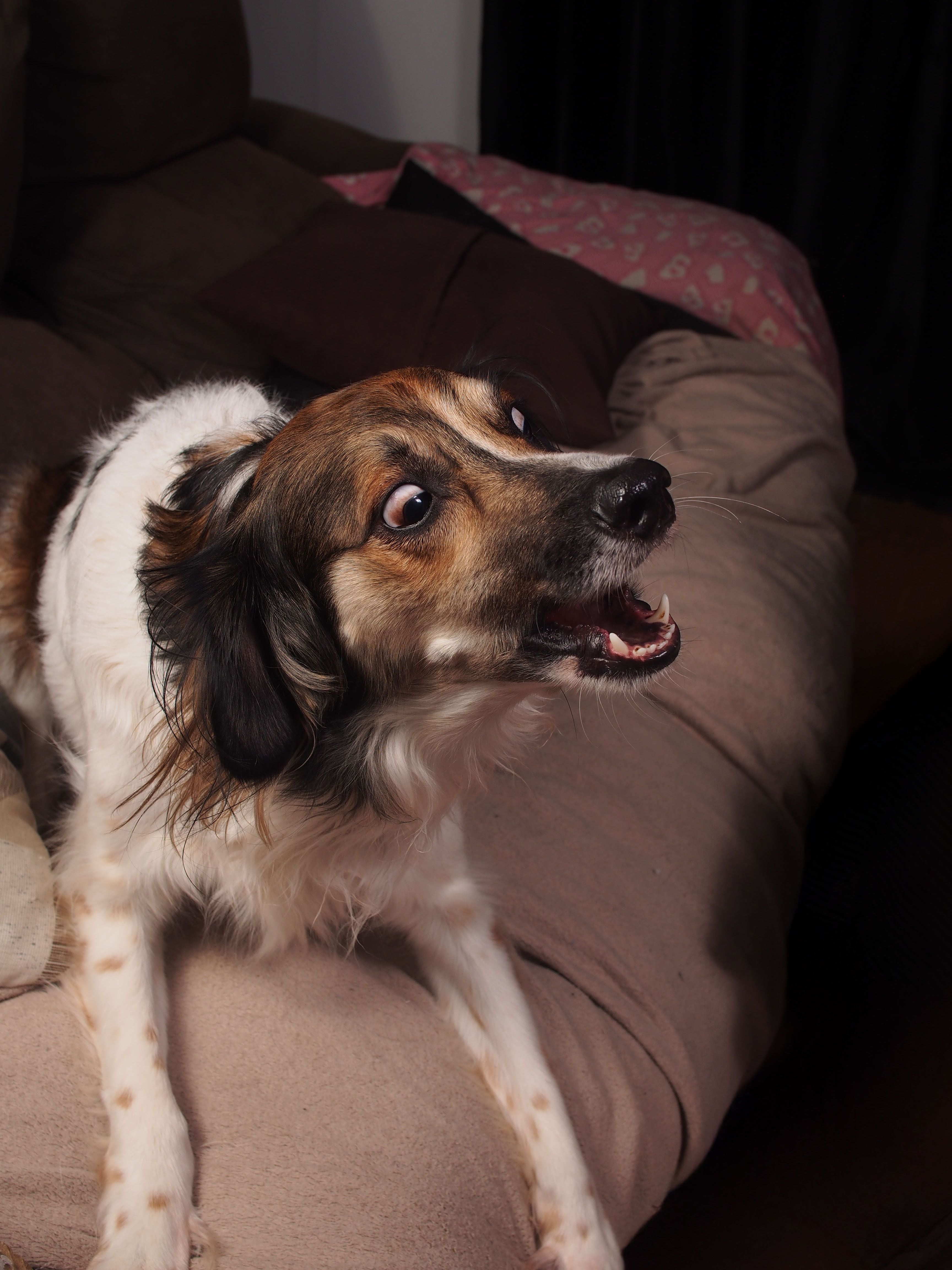 La reacción efusiva de un perro al ver llegar a su dueño a casa, comúnmente interpretada como una muestra genuina de felicidad y afecto, puede ocultar en realidad un trasfondo de estrés agudo | Pexels
