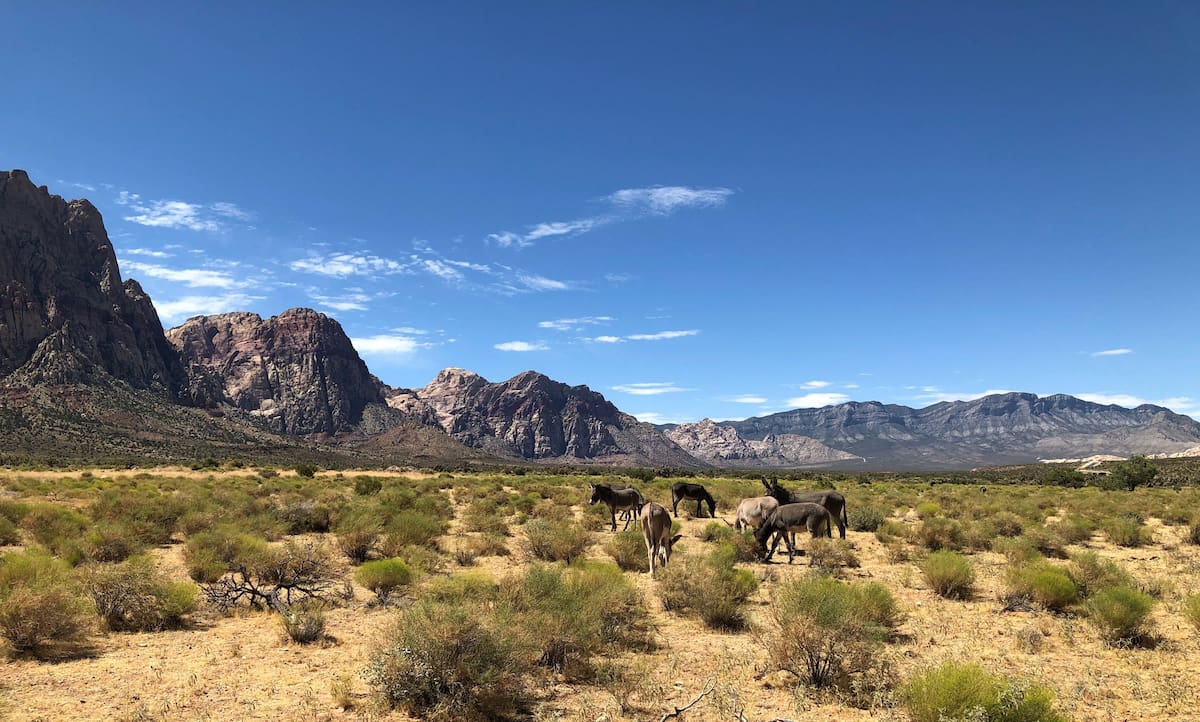 Al dispersar semillas y excavar pozos de agua, los asnos salvajes generan condiciones que también benefician a otras especies del desierto. Foto: Pexels