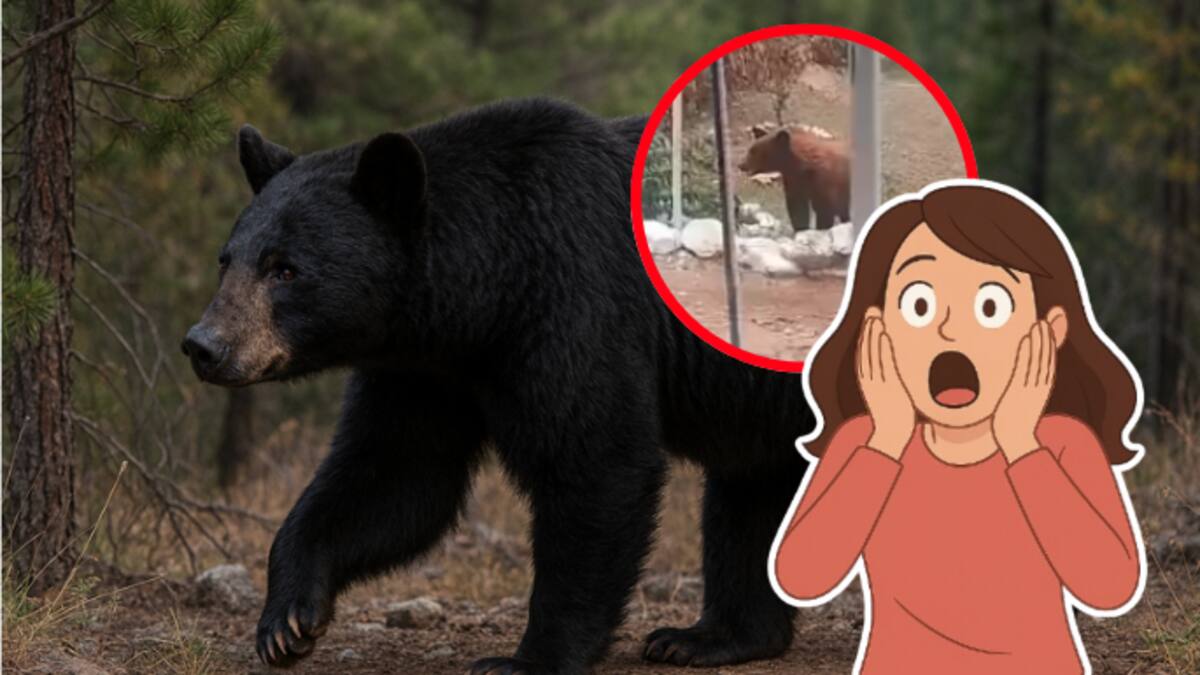 Oso merodea zona minera en Nacozari: Protección Civil alerta a población y emite recomendaciones ¿porqué aparecen osos en zonas pobladas?