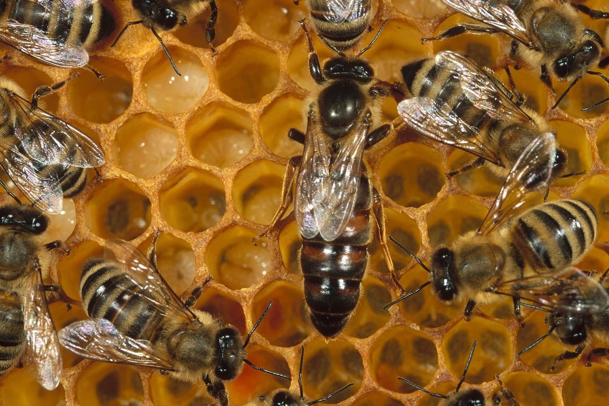 5 datos interesantes sobre las abejas