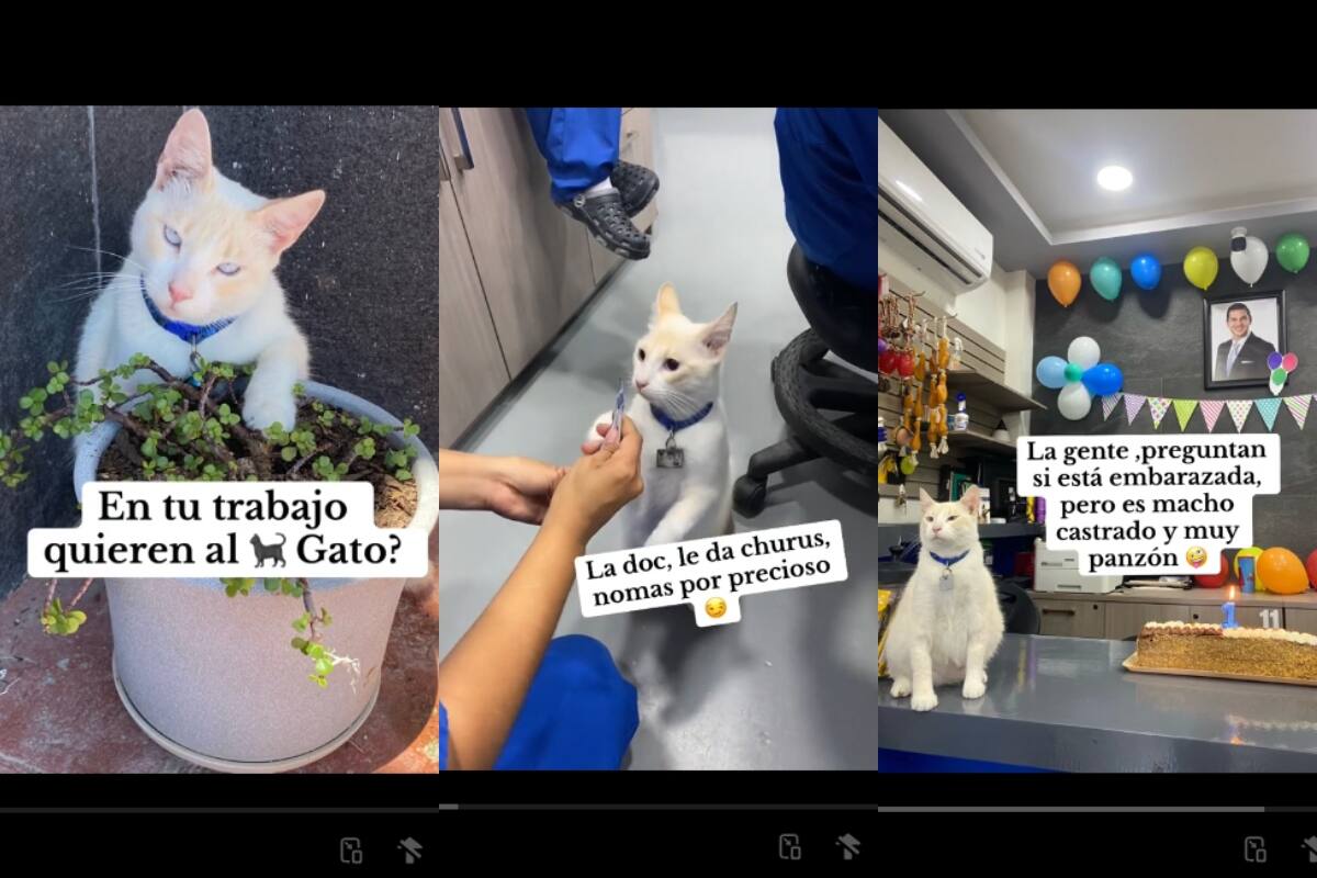 Hospital adopta a un gato como mascota y todos los enfermeros se divierten con él (VIDEO)