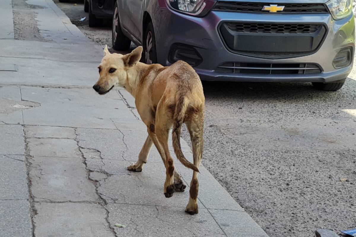 Tras amenaza de vecina, hallan a su perro sin vida y reportan caso de crueldad animal