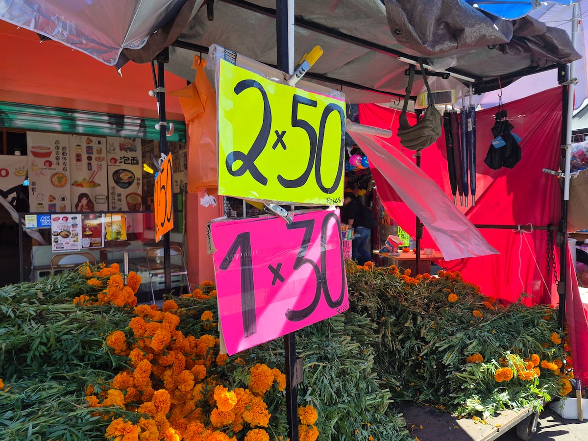 La venta de flor de cempasúchil registra buen movimiento en el centro de Tijuana ante la cercanía del Día de Muertos. Comerciantes ofrecen ramos desde 30 pesos y promociones de dos por 50 pesos, mientras compiten con otros puestos y atienden a quienes buscan flores para altares y panteones. Foto: Michelle Castillo