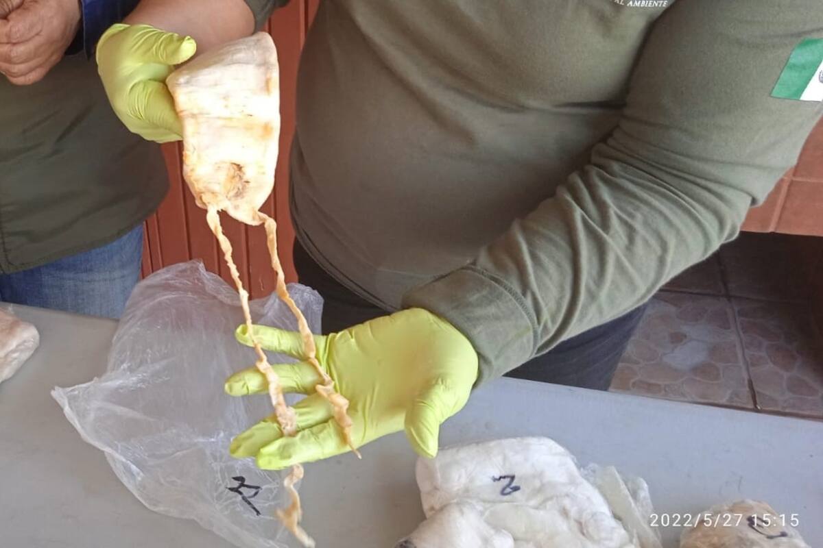 Recibe sentencia de 7 años por traficar “buches” de totoaba