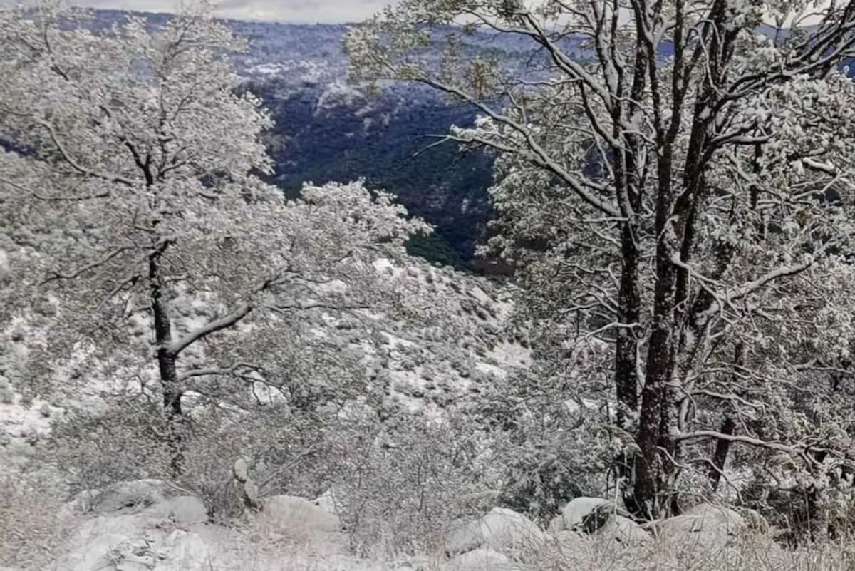 Frente frío 27 deja temperaturas bajo cero y paisajes congelados en Yécora, Sonora