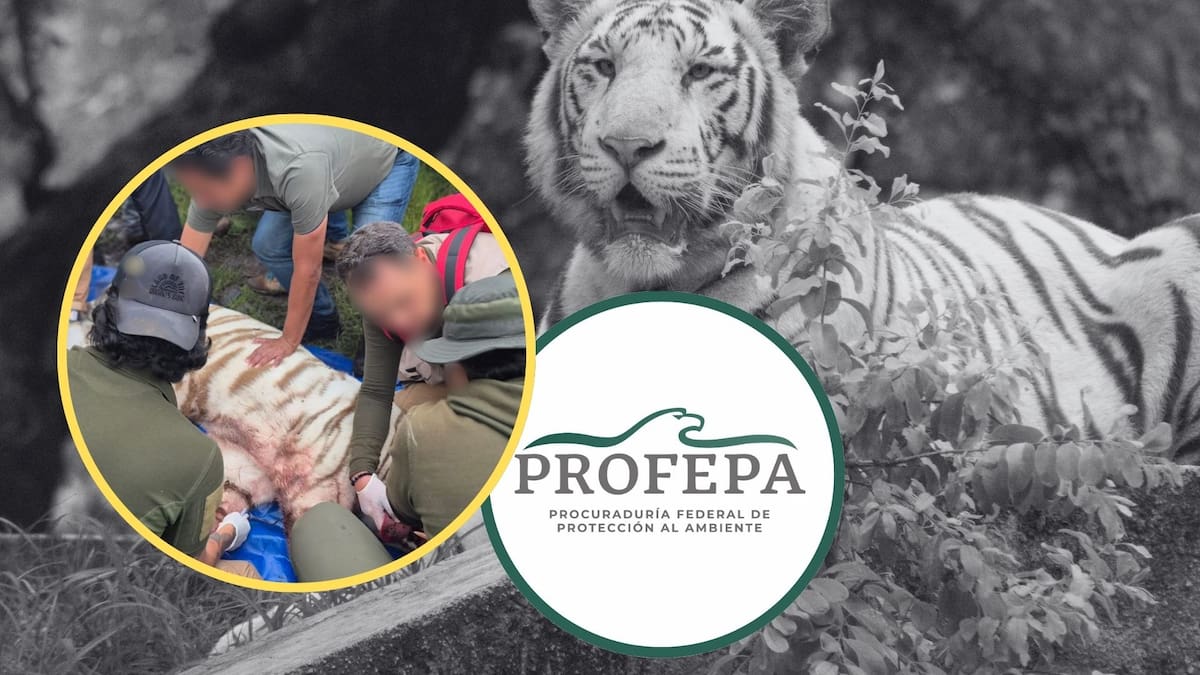 Profepa defiende el operativo donde murió el tigre Kenzo en Tepetlaoxtoc alegando legítima defensa, mientras activistas de AZCARM denuncian uso excesivo de la fuerza y exigen necropsia independiente