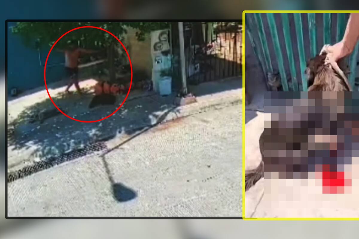 Hombre ataca a perrito con machete mientras dormía bajo un árbol en Yucatán