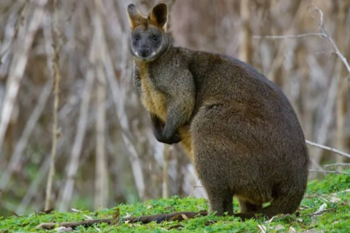 Este es el único animal que siempre está preñado