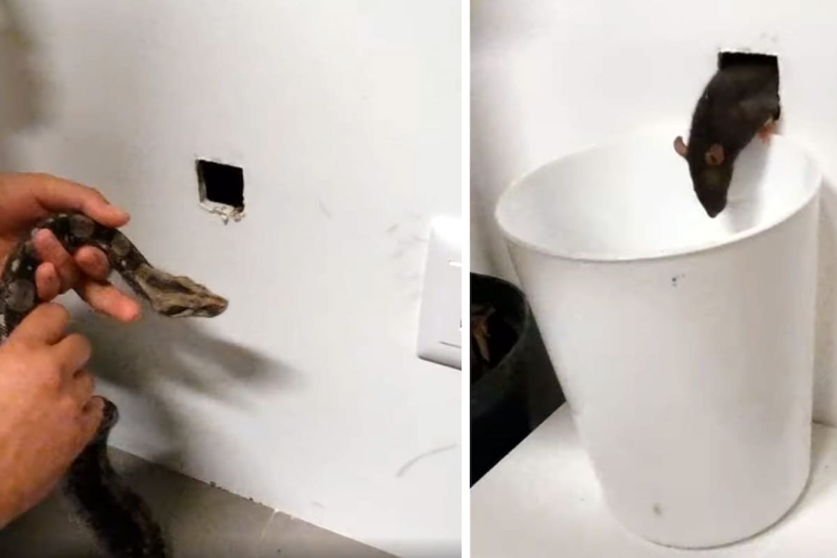 VIDEO: Serpiente entrenada para exterminar plaga de ratas