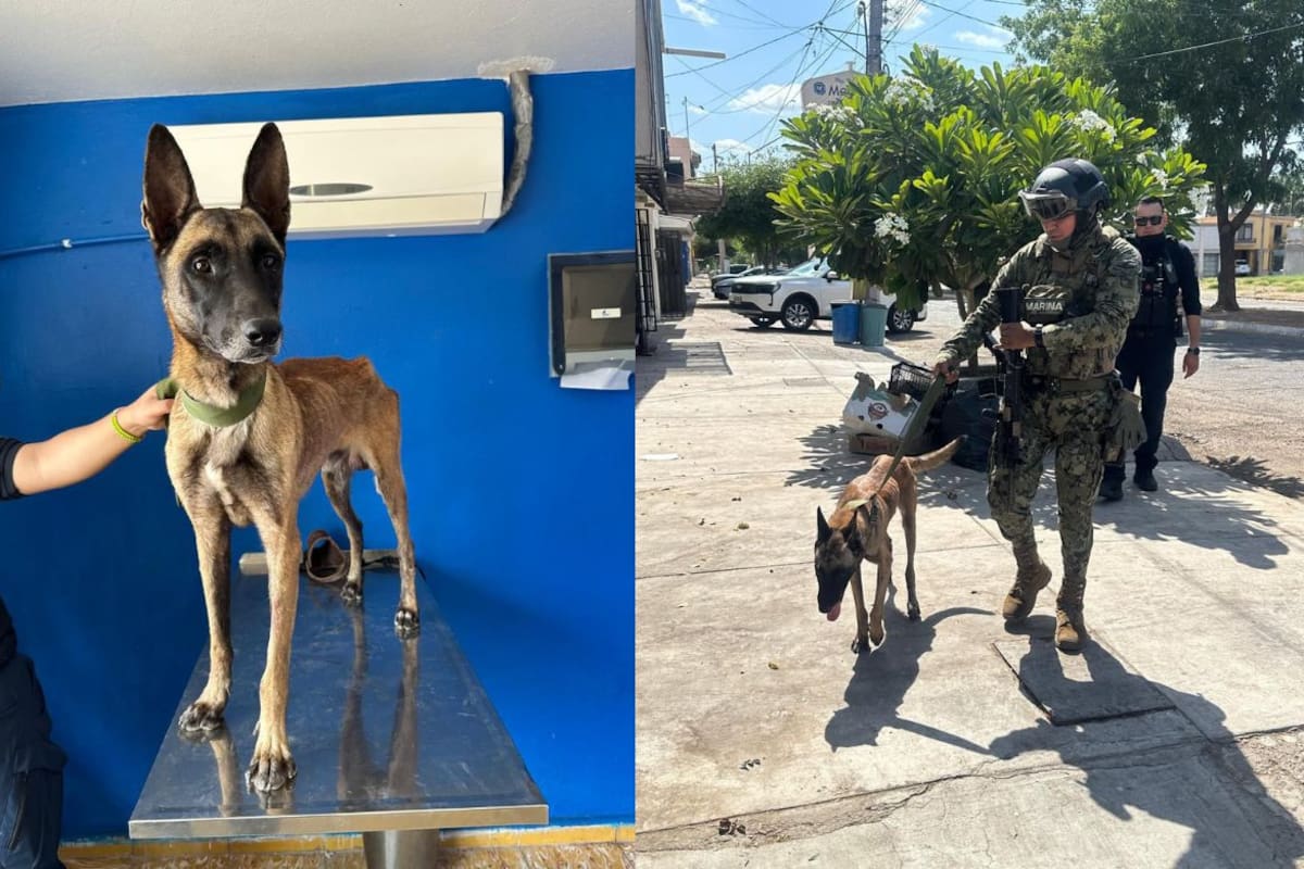 Rescatan a pastor belga abandonado; será preparado como binomio K9