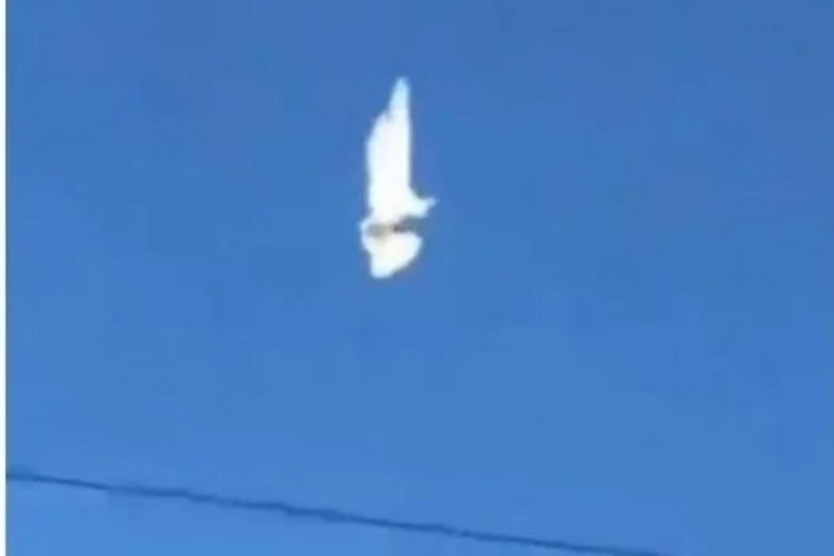 Video: El momento exacto en que un ave queda congelada en el cielo