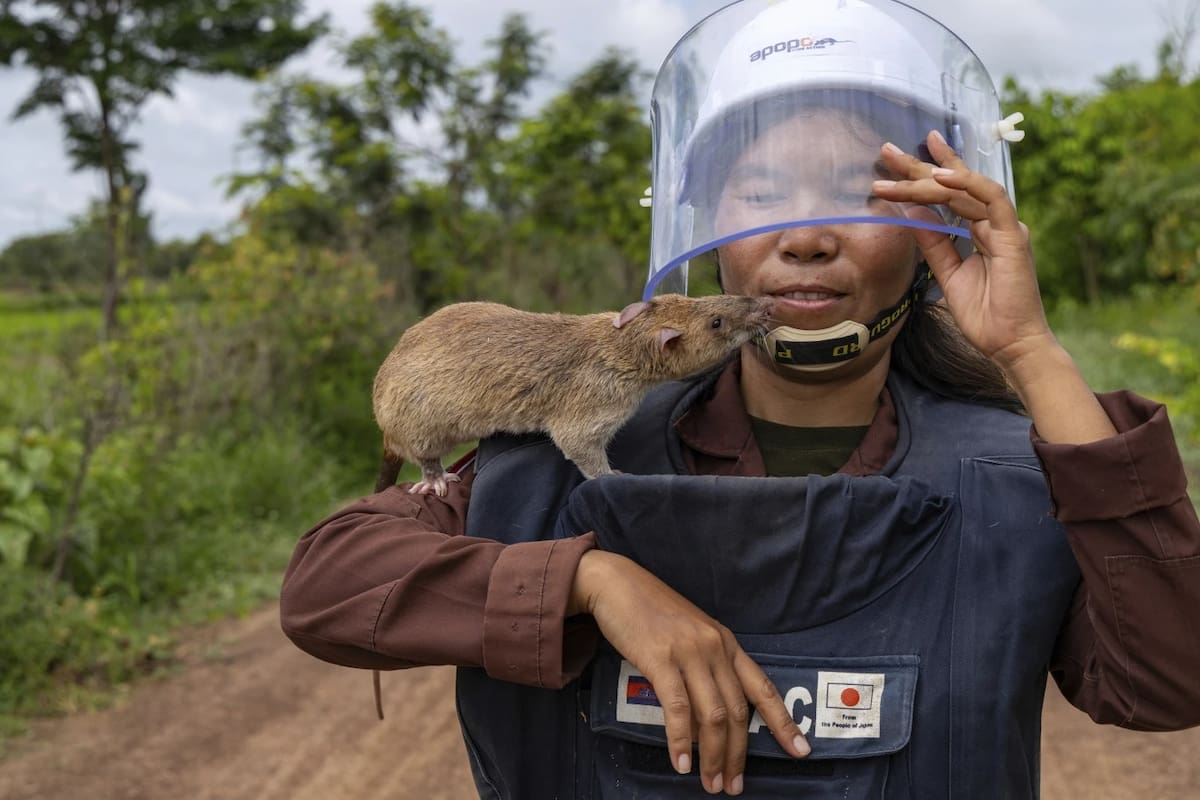 Así ayudan ratas gigantes a limpiar campos minados en Camboya