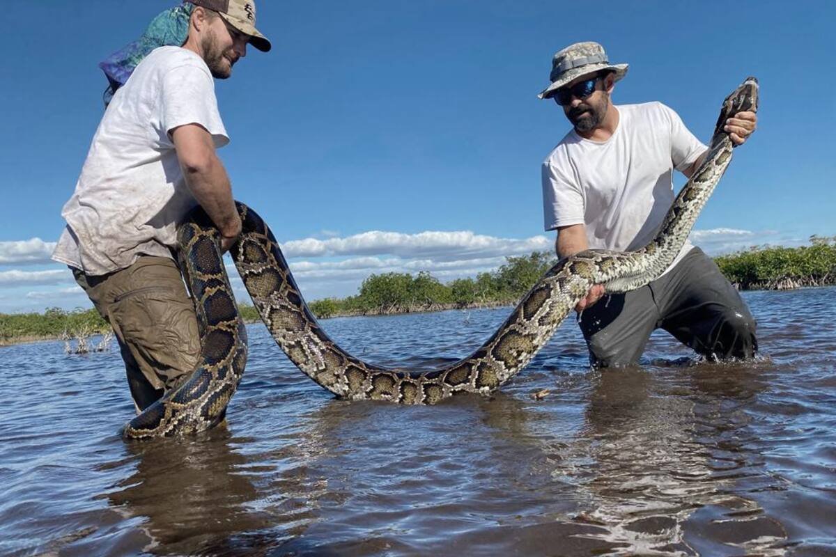 Florida: Biólogos capturan pitón birmana de casi 100 kilos