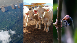 ¿Cómo funciona la DISPERSIÓN de MOSCA ESTÉRIL para COMBATIR al GUSANO BARRENADOR?