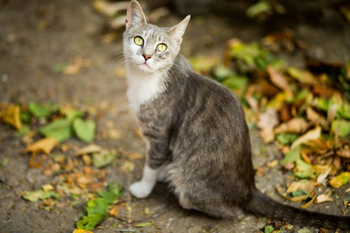 Gato | Foto: pexels