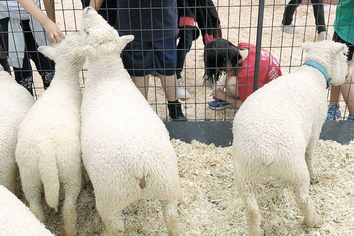 Confirman nuevo caso de E. Coli relacionado con Feria de Del Mar