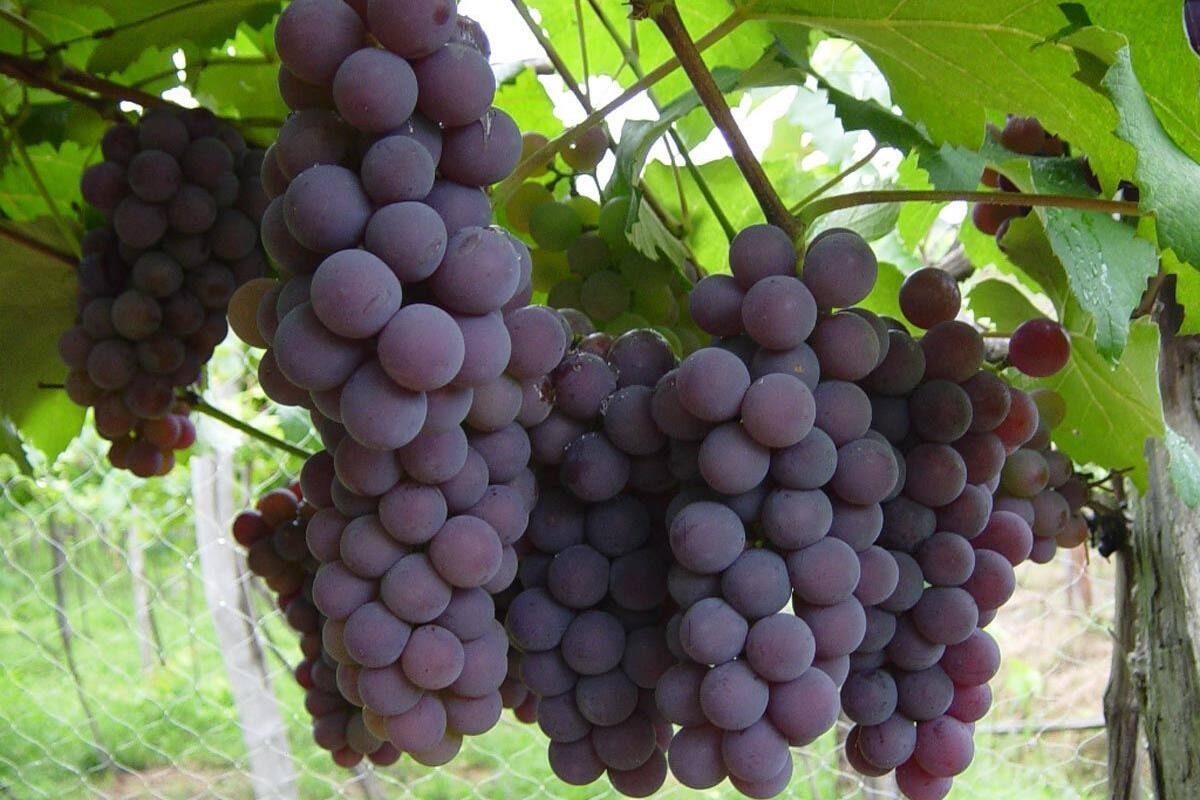 Consideran viticultores que producción de uva de mesa registró buenos números este año