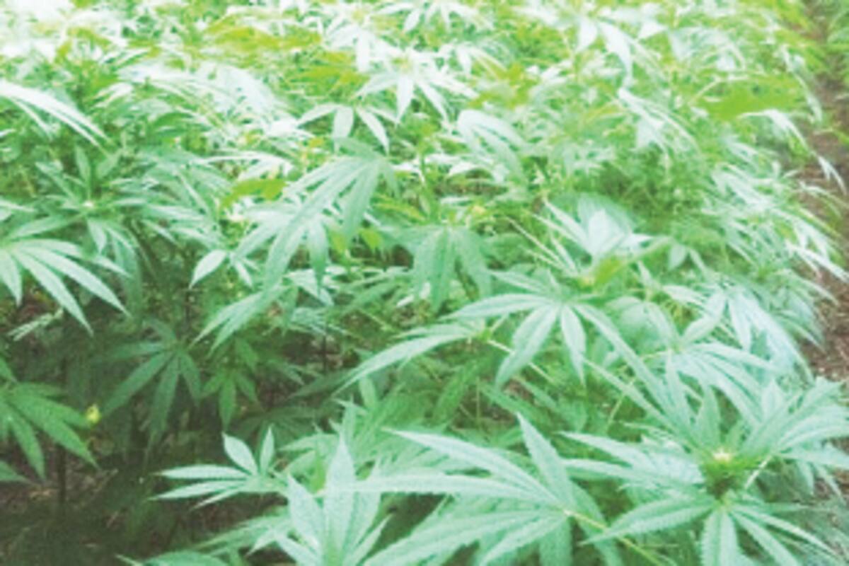 ¿Es legal comprar semillas de mariguana?