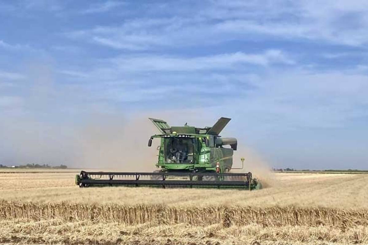 Ven productores de Sonora “muy lejano” apoyos para el trigo