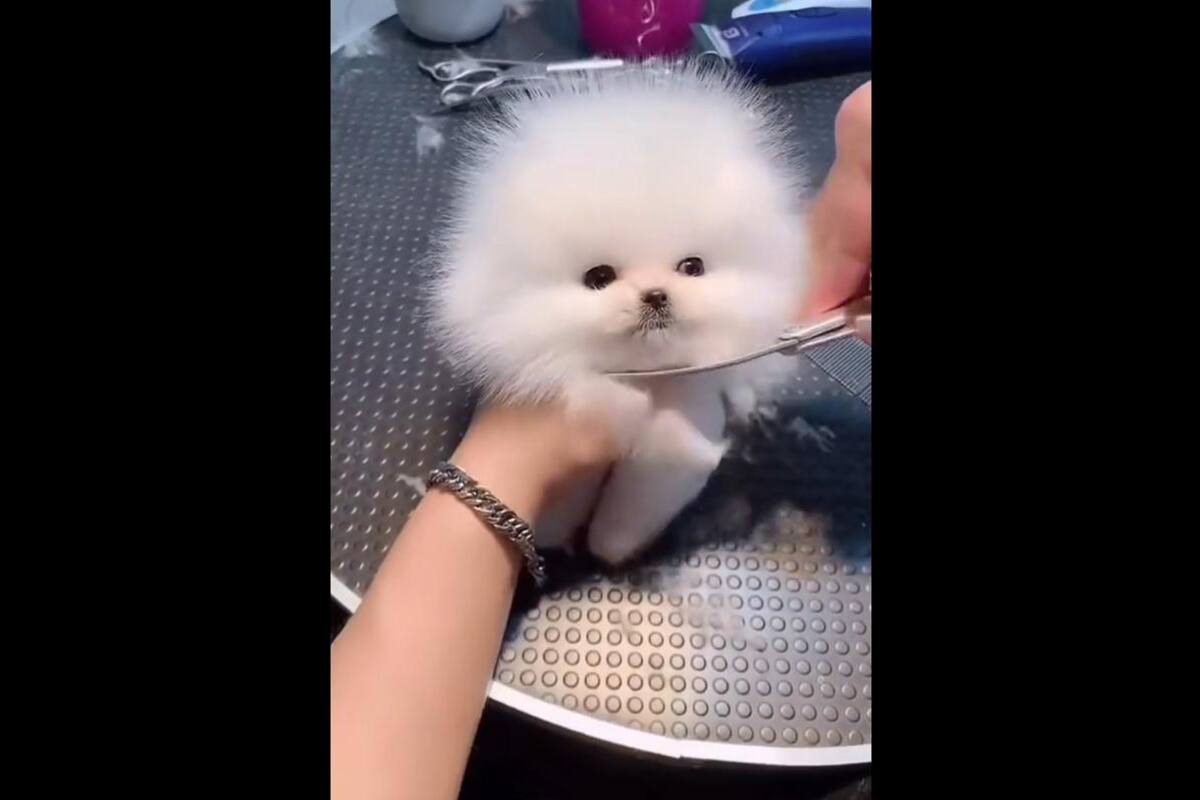 TIKTOK: Mujer le corta el pelo a su mascota y se hace viral