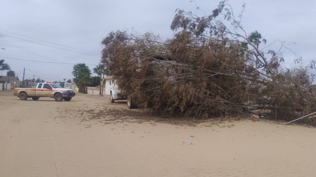 En San Quintín se reportó la caída de un árbol en la zona del Papalote, derivado de los fuertes vientos.
