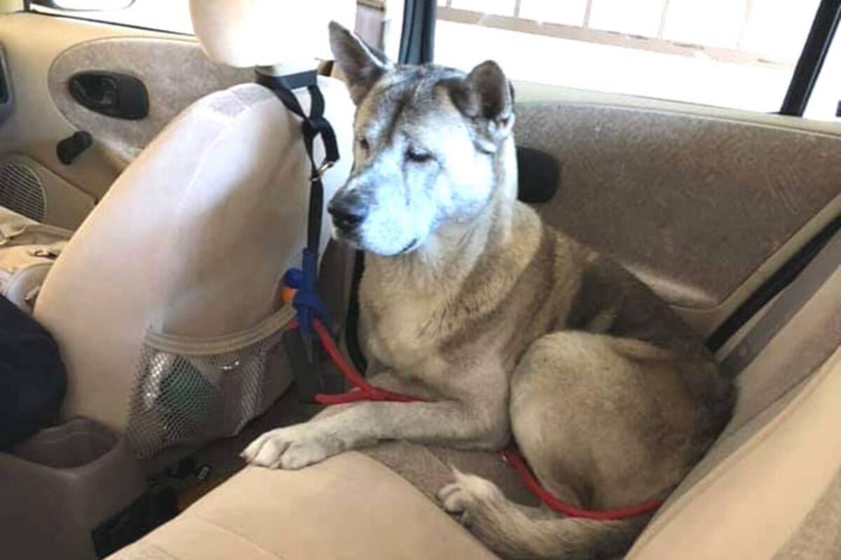 Hachiko de Tijuana será rehabilitado y llevado a EU