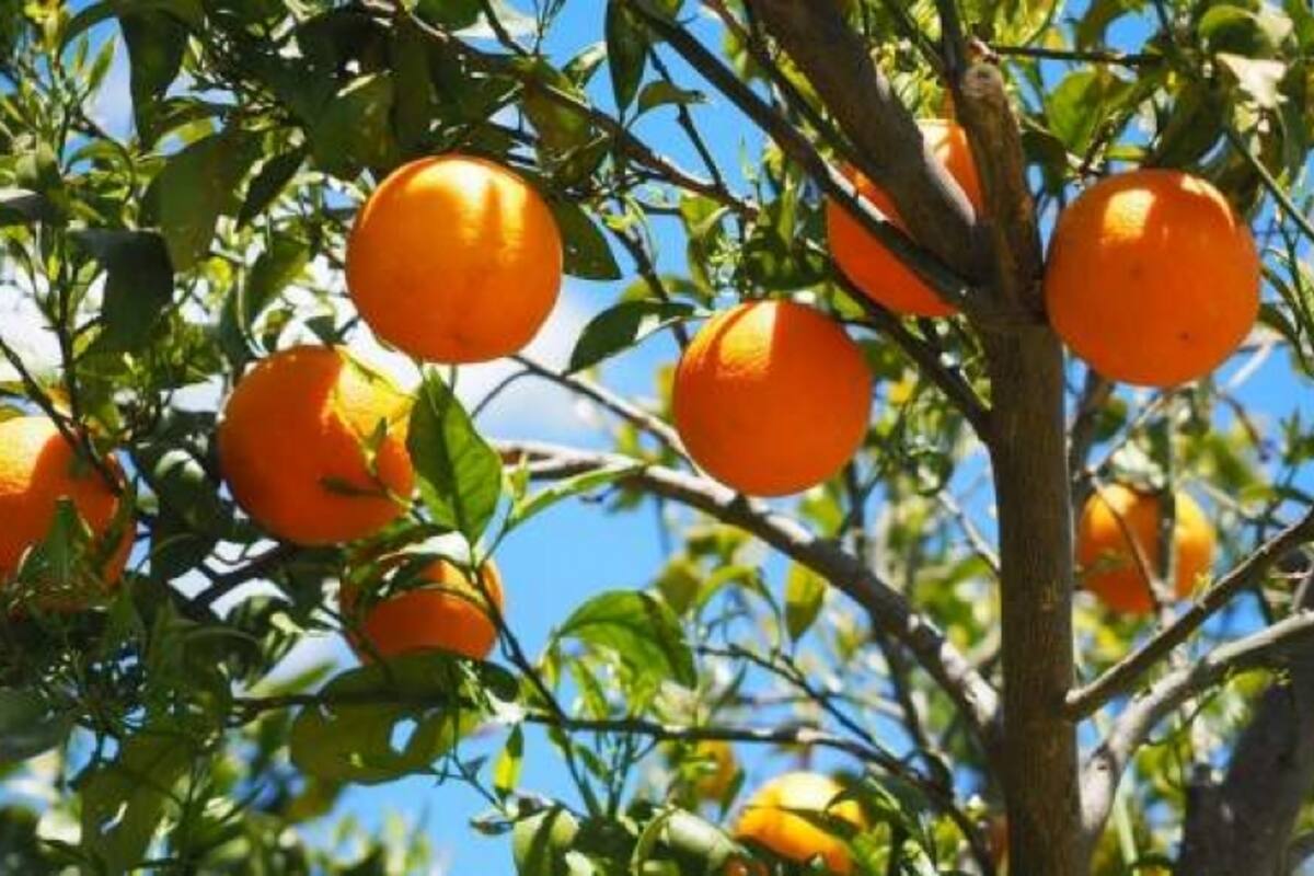Estudio: Desventajas del jugo de naranja en tu dieta