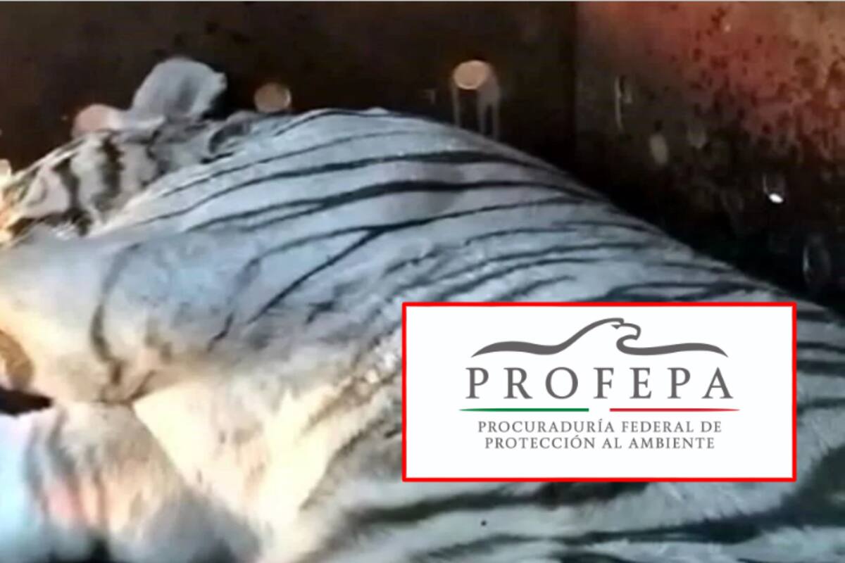 Aseguran a dos exóticos ejemplares de tigre en finca de Culiacán