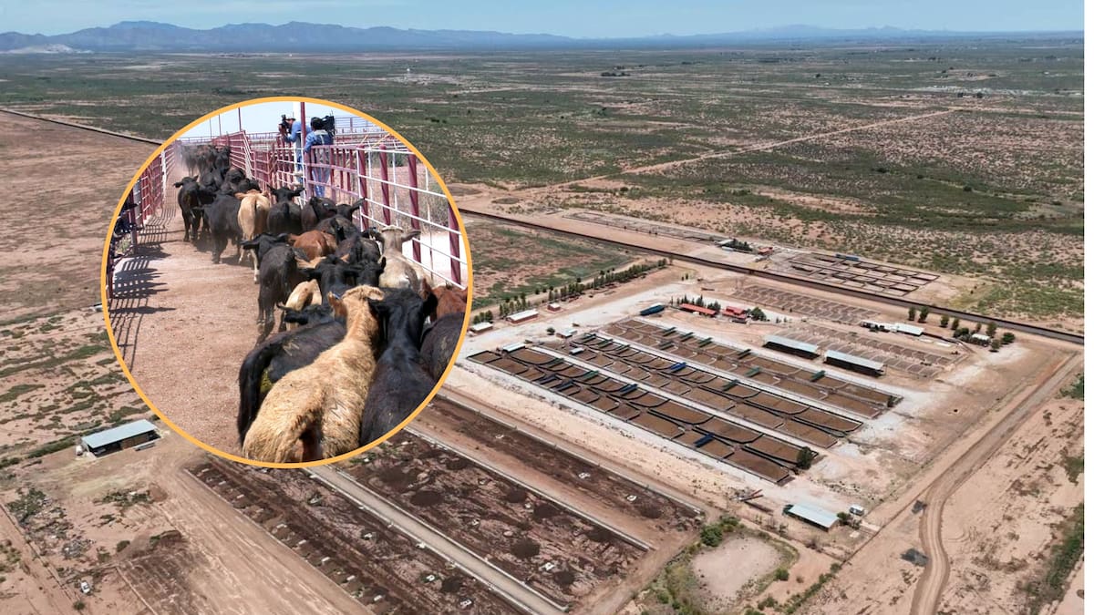 Sonora duplicará capacidad de la cuarentenaria de Agua Prieta para recibir 6 mil reses ante eventual reapertura de la frontera ganadera