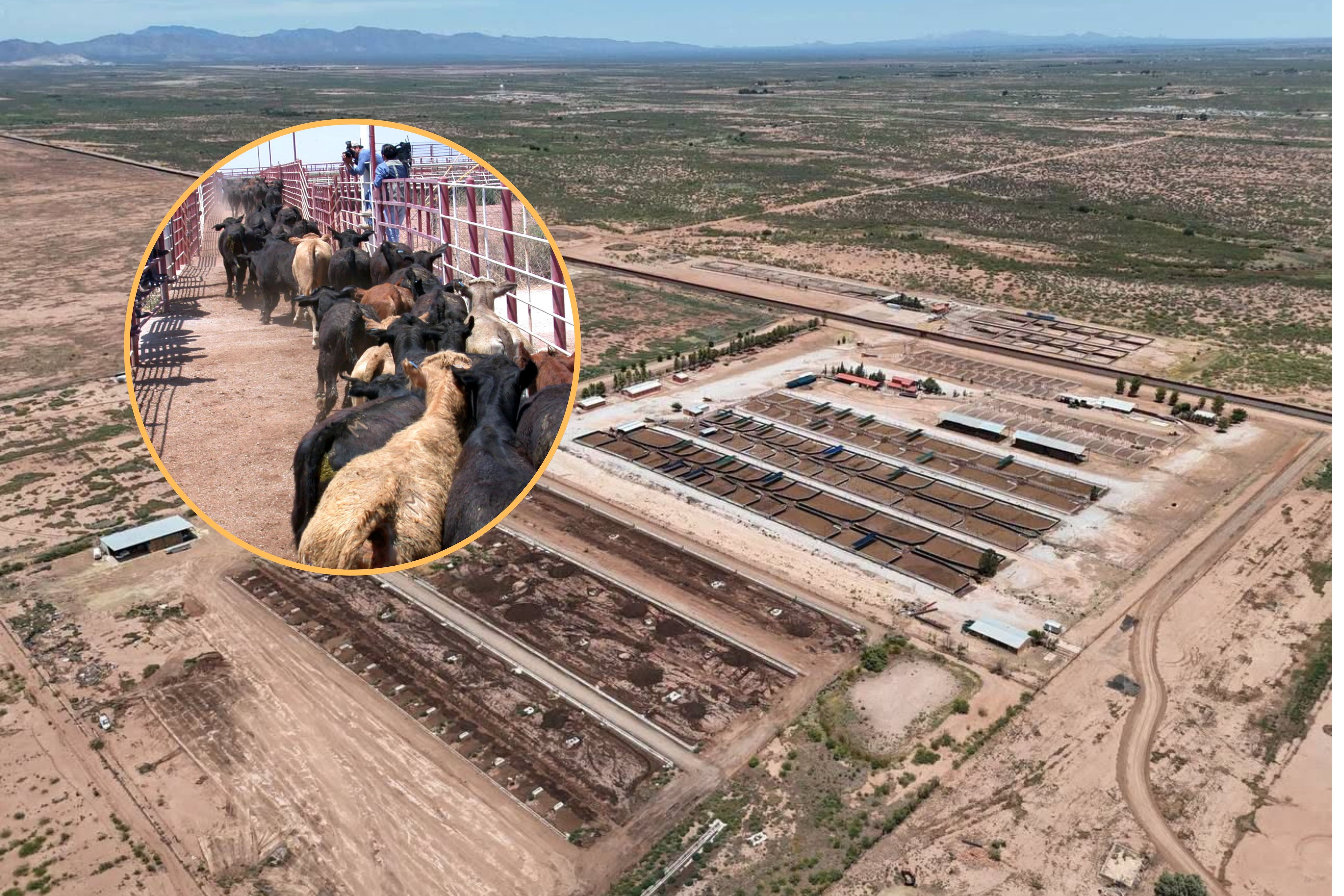La exportación de ganado sonorense hacia Estados Unidos se reanudará el 24 de agosto por el cruce Agua Prieta-Douglas. FOTO: ESPECIAL