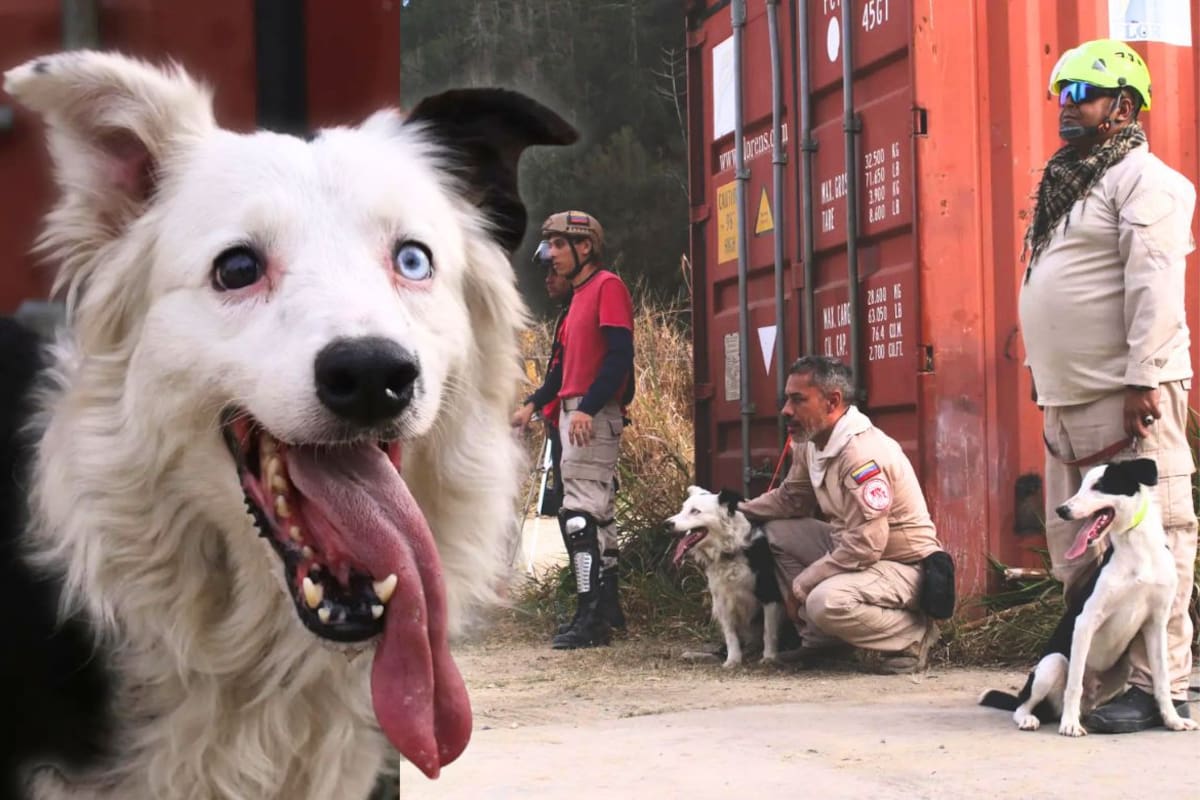 Tsunami, el perro rescatista que pasó de ser víctima de maltrato y abandono a buscar sobrevivientes entre los escombros en Venezuela