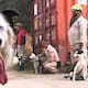 Tsunami, el perro rescatista que pasó de ser víctima de maltrato y abandono a buscar sobrevivientes entre los escombros en Venezuela