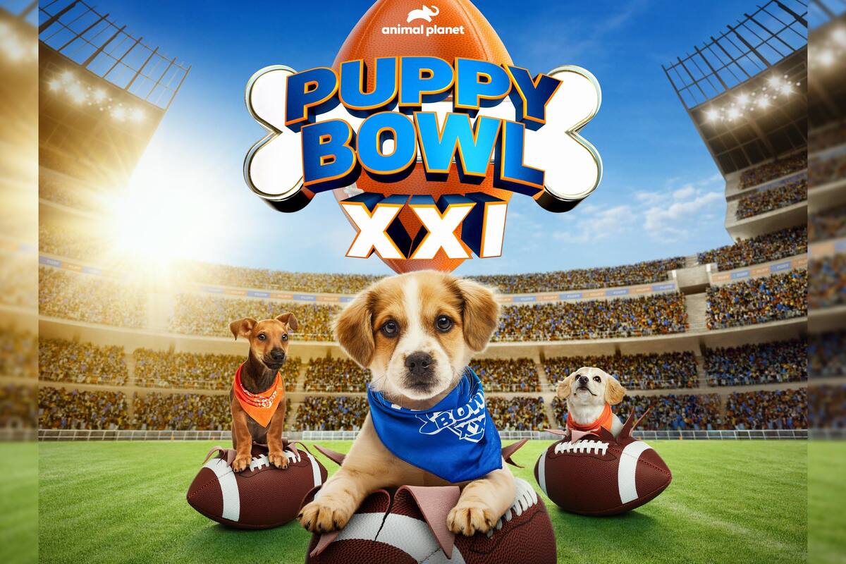 ¿Qué es el Puppy Bowl? La alternativa del Super Bowl para los amantes de las mascotas
