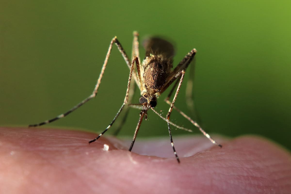 Detectan mosquitos con virus de encefalitis en Brawley