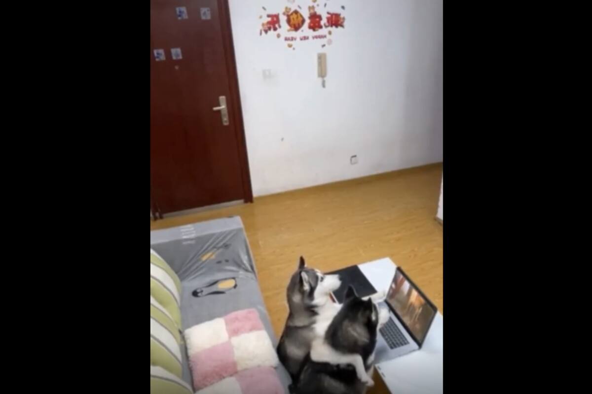 VIRAL TIKTOK: Joven instala cámara de seguridad y descubre lo que hacen sus perritos en su ausencia