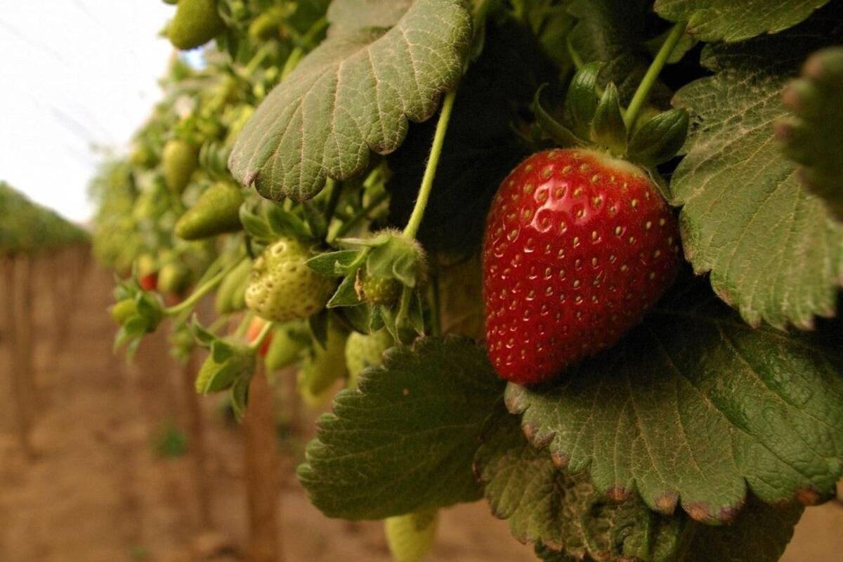 Comercialización de frutillas deja derrama económica por más de 9 mil mdp